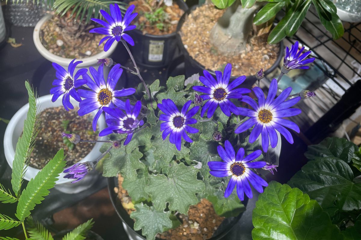 不安を減らす暮らしをテーマに、育てている植物の写真